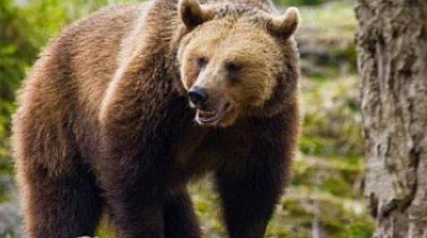 atacul ursilor continua un porc dintr o gospodarie din moroieni a fost omorat de un urs