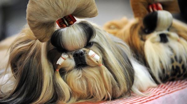 cum sa ti alegi un caine si ce rasa se dreseaza mai usor