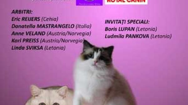 expozitia internationala felina de toamna sofisticat