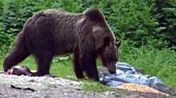 ursii lovesc si in covasna o vaca si un porc au fost omorati intr o gospodarie