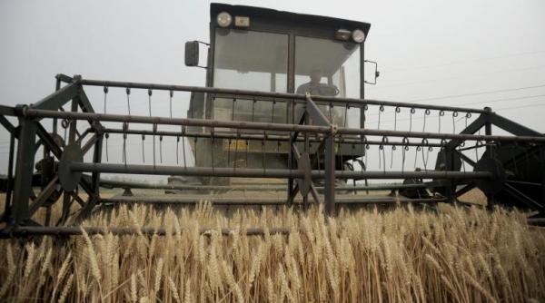 rusia graul noua moneda forte pe piata materiilor prime