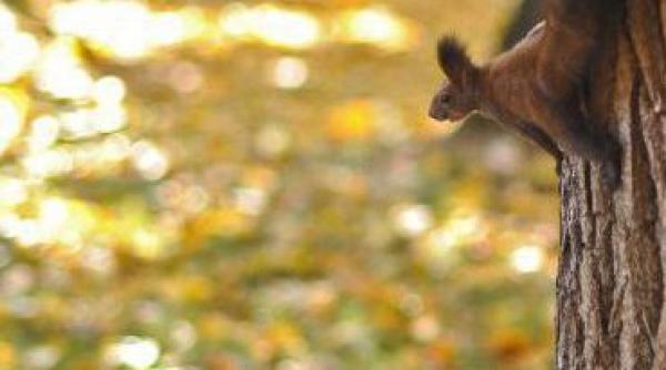 temperaturi de vara pana la sfarsitul lunii prognoza meteo pentru urmatoarele doua saptamani