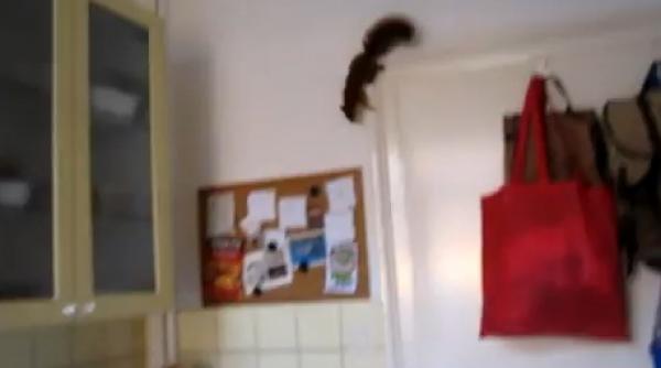 video prinsa la furat o veverita nu s a dat prinsa si a plonjat sinucigas pe geam lasandu si victima cu gura cascata