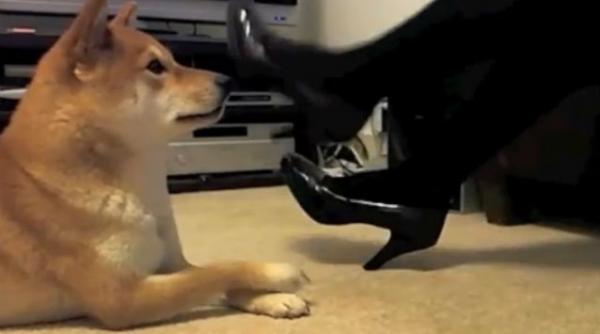 video cel mai talentat caine din lume