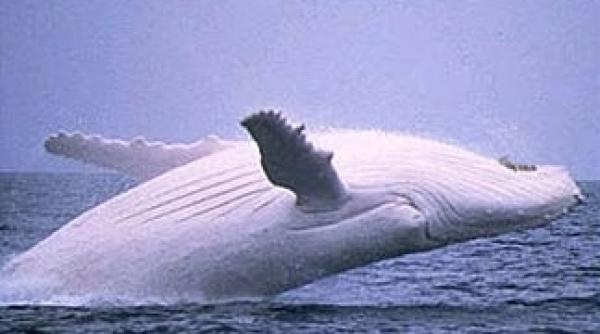 video urmasul lui moby dick o balena alba filmata langa coasta australiei