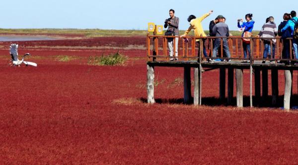 plaja rosu china spectaculor alge