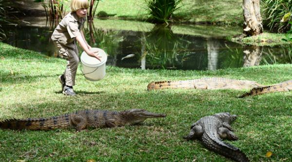 bindi si robert irwin steve irwin debut australian zoo