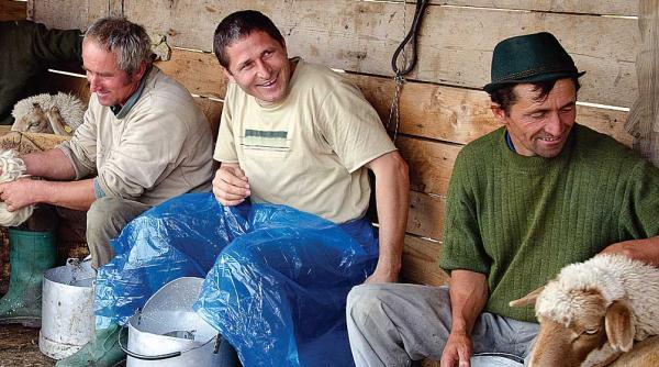 campioni la fonduri nerambursabile