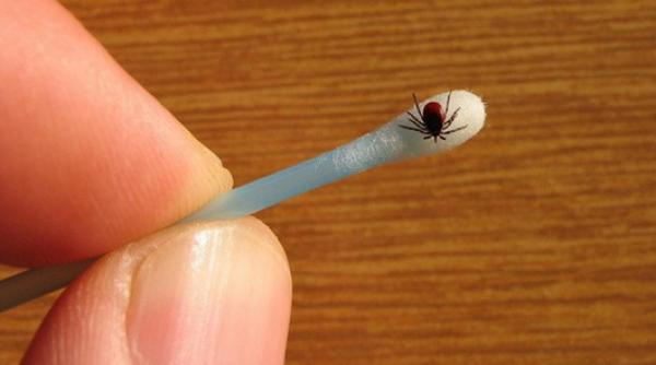 capusele muscatura boala tropicala critica