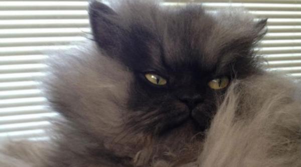cea mai furioasa pisica din lume facebook