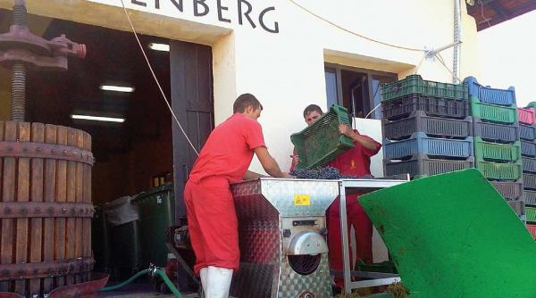 vinul ca obiect de cultura de la it la crama