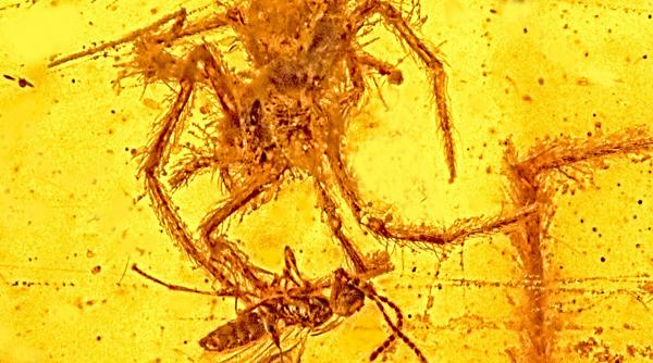 captura paianjen viespe chihlimbar jurassic park