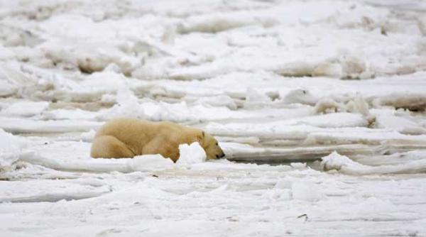 cum arata gheata arctica in 1984 si cum arata in 2012