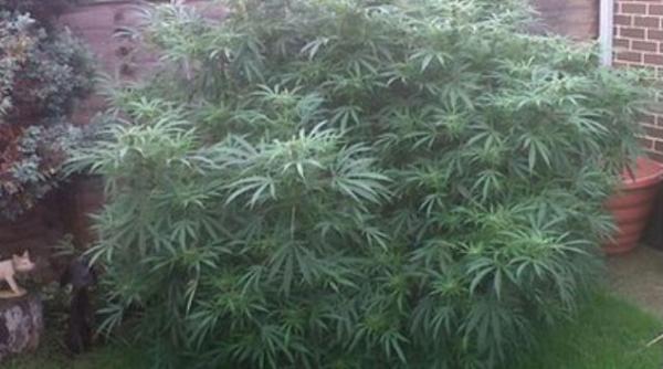 cuplu planta cannabis politie