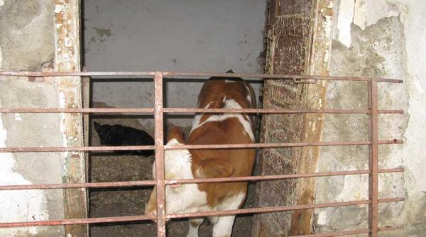 dezastru cultural langa brasov o vaca avea un castel castelul n avea nimic impotriva
