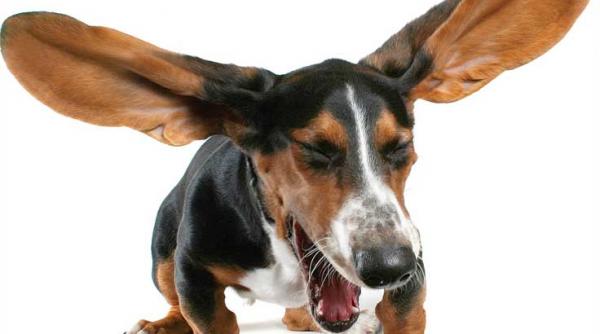 cascatul oamenilor molipseste cainii