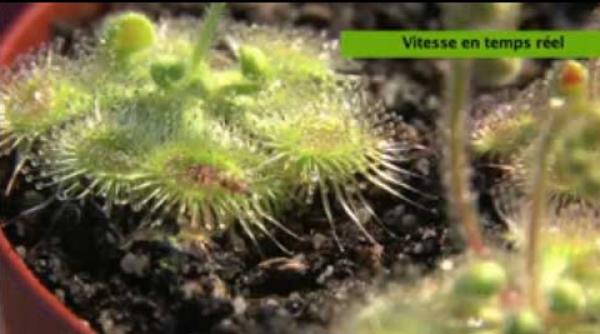 drosera glanduligera planta carnivora australiana care vaneaza video