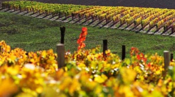 p festivalul international al viei si vinului bachus 2012