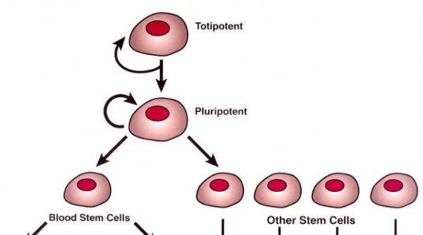 studiu stiintific celulele stem pot fi recoltate si dupa instalarea mortii clinice