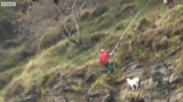 operatiunea inutila de salvat capra