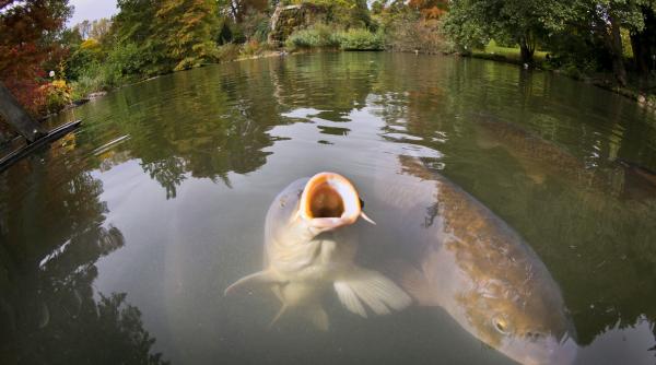 galerie foto lumea animalelor din gradinile zoologice si nu numai