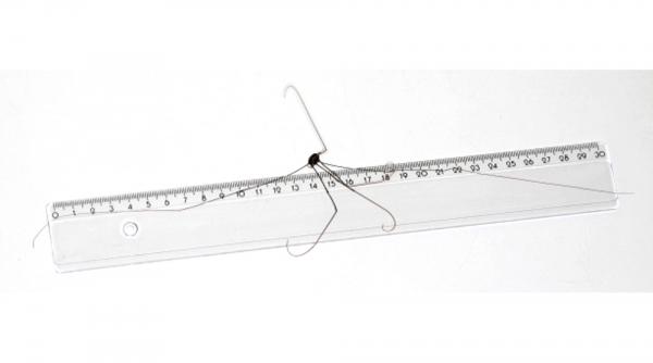 paianjen picioare lungi