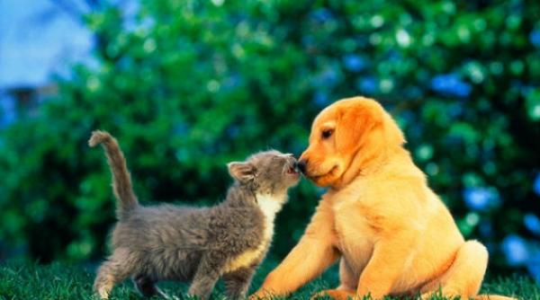 vesti bune pentru iubitorii animalelor de companie a crescut speranta de viata a cainilor si pisicilor de casa