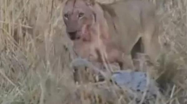 crocodilul sau haita de lei cine crezi ca va castiga video