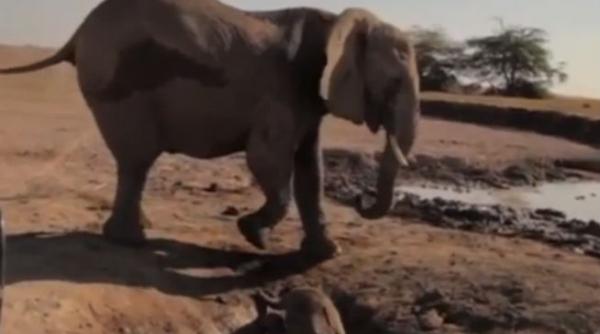 video emotionant salvarea unui pui de elefant si reintalnirea cu mama lui