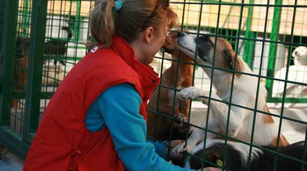 oraselul cateilor deschis pentru bucuresteni