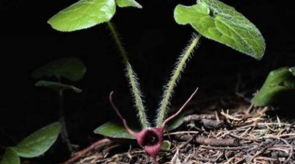 planta care distruge celulele canceroase in 40 de zile