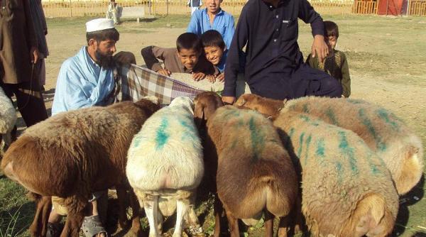 nato ucide patru copii afganistan