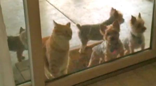 vezi cat de descurcaret poate fii un motan