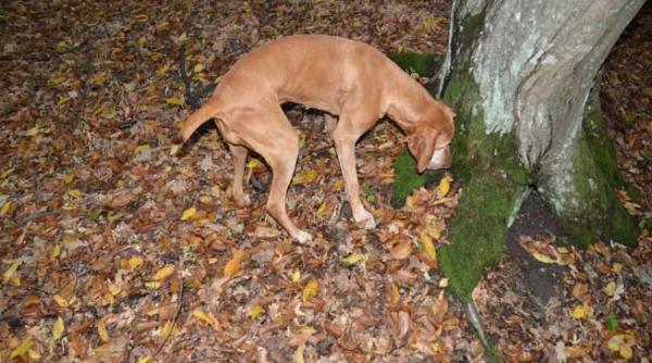 la vanatoare de trufe