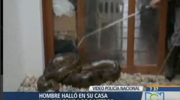 anaconda noua metri in casa columbia