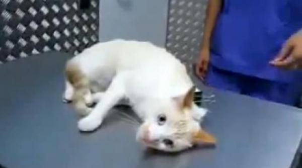 cum paralizezi pisica