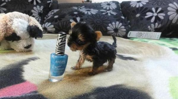 el este meysi cel mai mic caine din lume este cat o sticla de oja si cantareste doar 92 de grame video