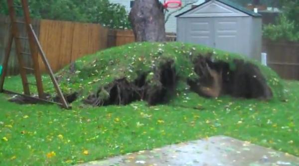 imagini incredibile momentul in care un copac urias este smuls din radacini de uraganul sandy video
