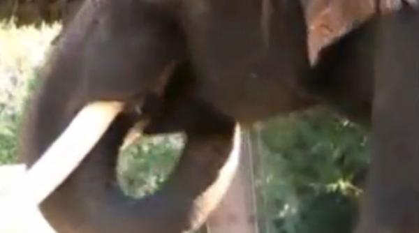 un elefant care poate rosti cinci cuvinte in coreana studiat de oamenii de tiin a