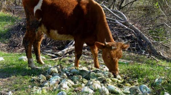 vox populi furati dar cu masura
