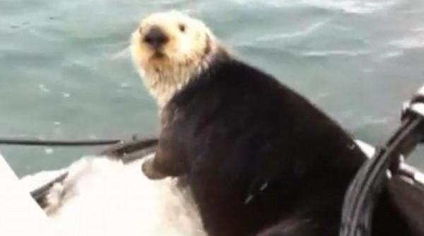 sfasietor vidra barca balena ucigasa pui video