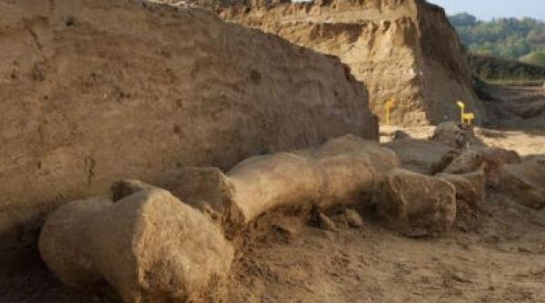 un schelet de mamut a fost descoperit in apropiere de paris video