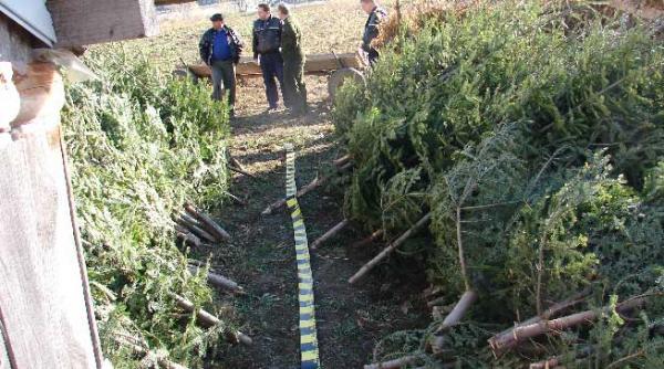 captura record de brazi de craciun