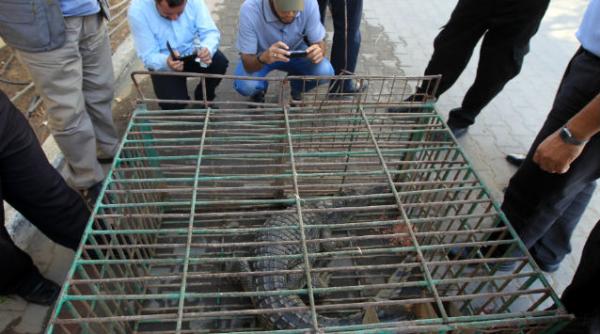 crocodil canalizare fasia gaza