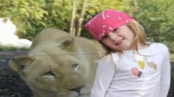 fetita pandita de o leoaica la gradina zoologica video