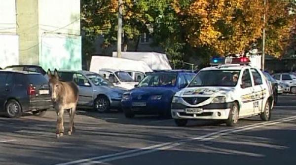 poveste de romania politistii au incercat sa traga pe dreapta un magar video