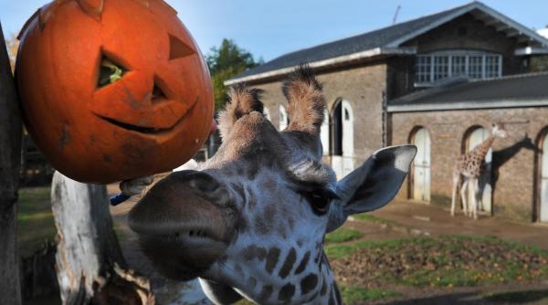 galerie foto animale din gradini zoologice sau parcuri