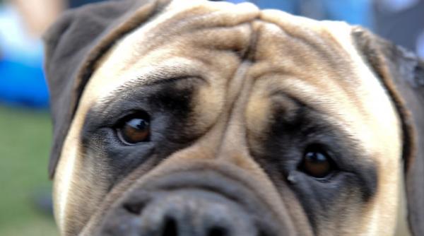 video cat de eficient e un caine de paza va ataca sau se va gudura la talhar