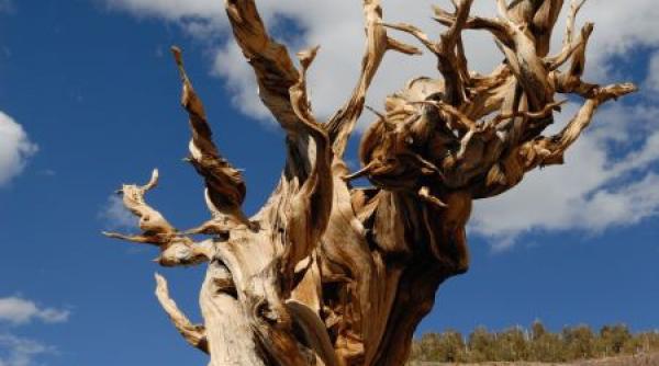 povestea celui mai batran copac de pe pamant