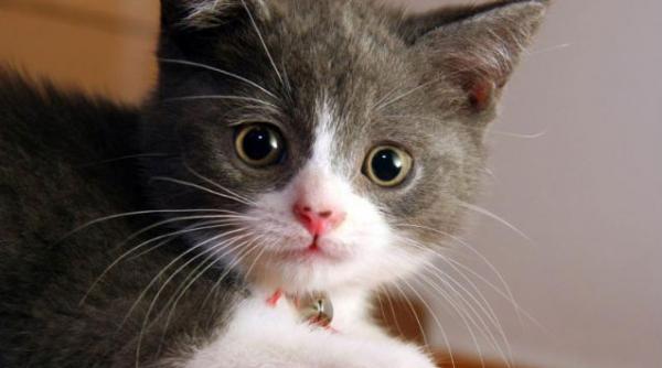 animalele au sim ul moralita ii sugereaza cercetatorii